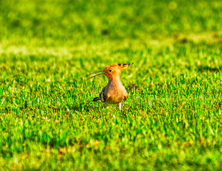 Woodpecker on the grass