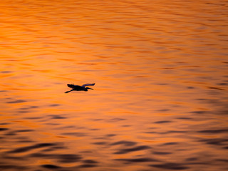 Little Chinese egret bird fly over the sea, in sunset light