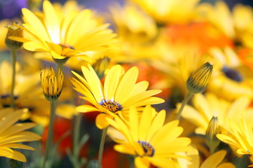 黄色の花