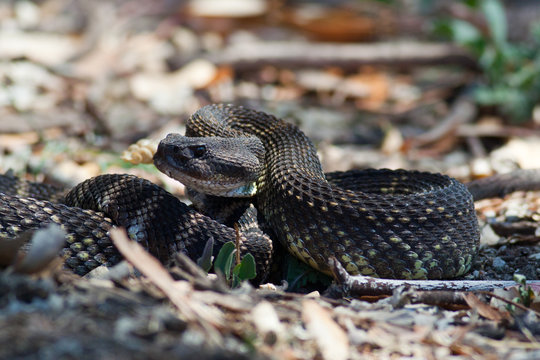 Southern Pacific Rattlesnake Coiled Up