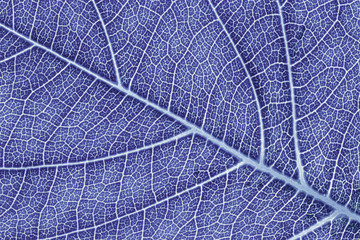 Naklejka na ściany i meble Leaf texture, leaf background for design with copy space for text or image. Leaf motifs that occurs natural. Color effect picture.