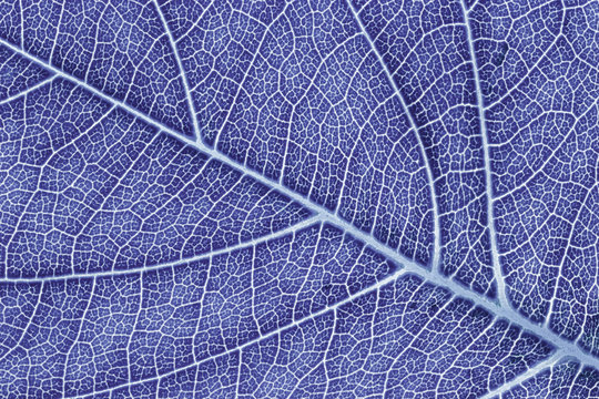 Leaf texture, leaf background for design with copy space for text or image. Leaf motifs that occurs natural. Color effect picture. © phanthit malisuwan