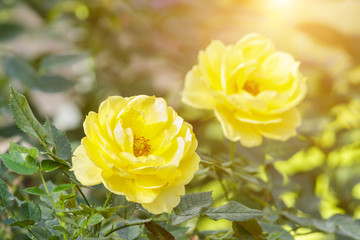 Beautiful rose flower and green leaf background in garden with sunlight at sunny summer or spring day.
