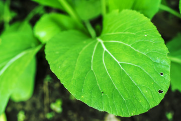 Healthy vegetables, organic vegetable