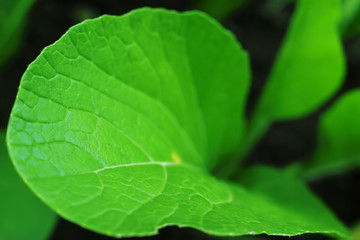 Healthy vegetables, organic vegetable