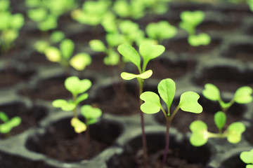 seedling, Healthy vegetables, organic vegetable