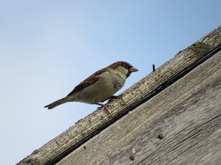 Sparrow