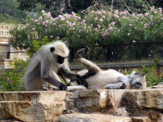 Rajasthan's Wildlife