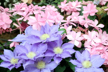 青とピンクの花