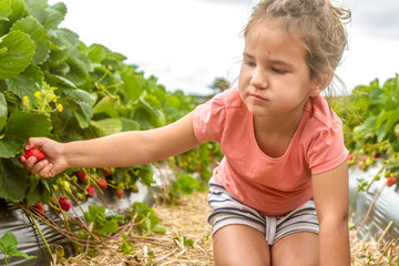 happy young child girl picking and eating strawberries on a plan