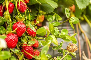 Strawberry fruit grows in the plantation