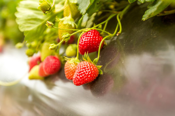 Strawberry fruit grows in the plantation