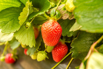 Strawberry fruit grows in the plantation