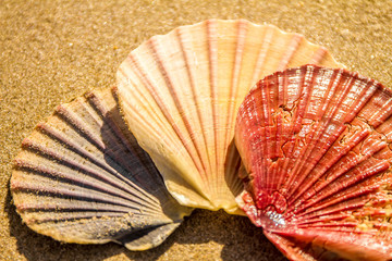 Sea shells on sandy beach background with copy space. Top view