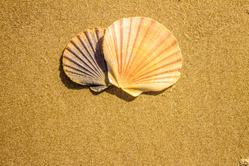 Sea shells on sandy beach background with copy space. Top view