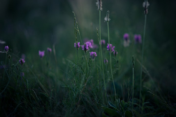 dark flowers