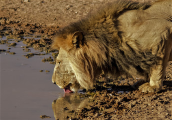 One thirsty lion