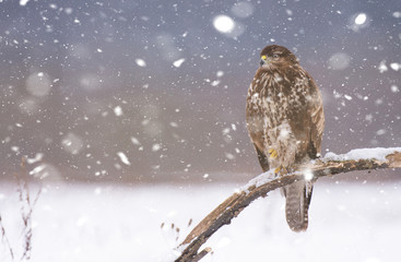 Common buzzard (Buteo buteo)