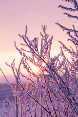 A beautiful sunrise through the grass with hoarfrost