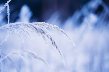 The meadow grass covered with frost winter