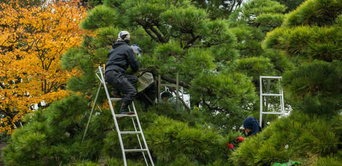 People working in a japanese garden