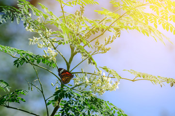 Moringa oleifera Lam with butterfly