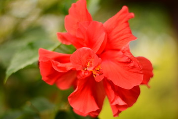 Red flower.