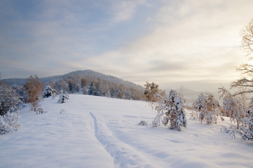 Path trail in winter bright white frozen birch trees forest taiga in snow on the background of hills Altai Mountains, Siberia, Russia