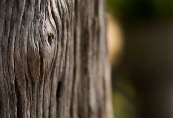 Wood's eye.