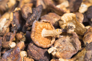 Shiitake mushroom background