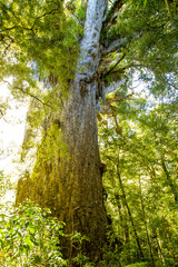 Kauri trees at the North Island of New Zealand