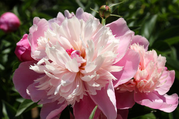 Lush flowering romantic pink peony in the spring garden.
