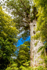 Kauri trees at the North Island of New Zealand