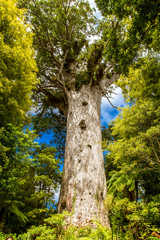 Fototapeta premium Kauri trees at the North Island of New Zealand