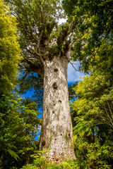 Fototapeta premium Kauri trees at the North Island of New Zealand
