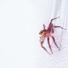 Closeup Jumping Spider on white background