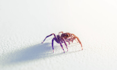 Closeup Jumping Spider on white background