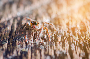 Macro Jumping spider vintage tone