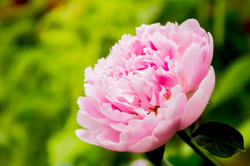 pink peony flower on natural background