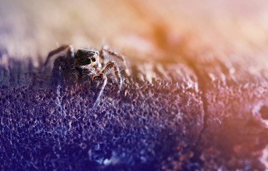 jumping spider vintage color style,spider on wood background