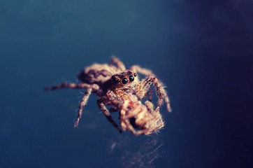 Macro Jumping spider vintage tone