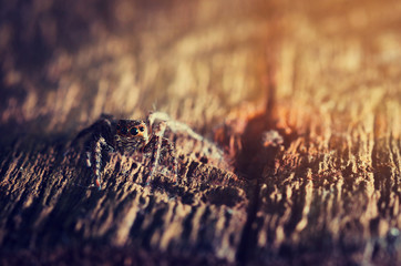 Macro Jumping spider vintage tone