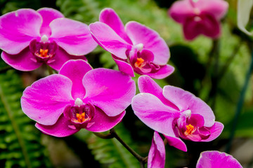 Obraz na płótnie Canvas orchid flowers on natural background