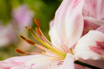 lily flower on natural background