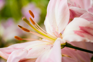 lily flower on natural background