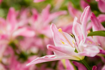 Obraz premium lily flower on natural background