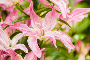 lily flower on natural background