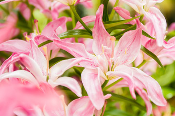lily flower on natural background