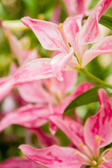 lily flower on natural background