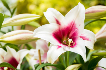 Fototapeta na wymiar lily flower on natural background